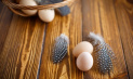 Химический состав и полезные свойства яиц цесарки, противопоказания, советы покупателям