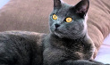 Картезианская кошка: особенности ухода, дрессировки и разведения