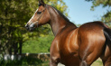Порода английская чистокровная лошадь: особенности и уход за животным