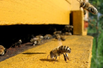 Список популярных пород пчёл с фото и описанием