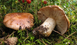 Песочники – разновидности грибов, их особенности и выращивание