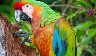 FAQ: как научить попугая разговаривать