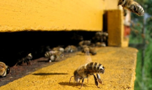 Список популярных пород пчёл с фото и описанием