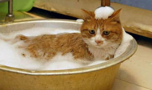 Как помыть кота?