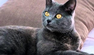 Картезианская кошка: особенности ухода, дрессировки и разведения