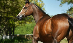 Порода английская чистокровная лошадь: особенности и уход за животным