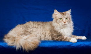 Порода кошек Ла-Перм: описание и особенности ухода