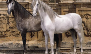 Лошади андалузской породы