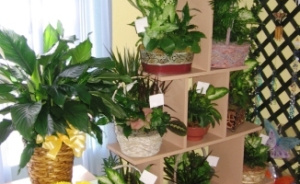 Как выбрать комнатное растение