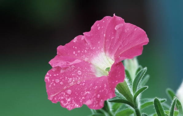Цветок петунии