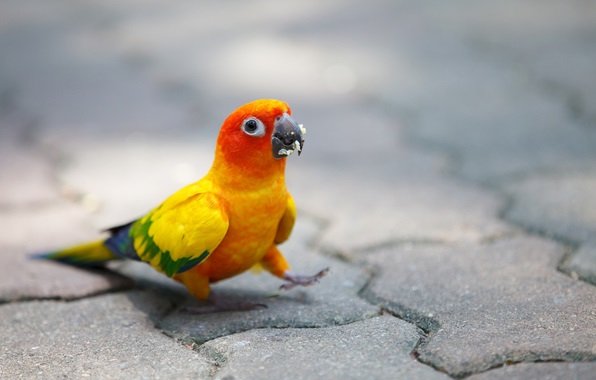 Красивый попугай