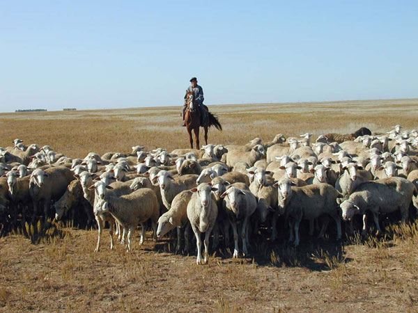 Казахский пастух