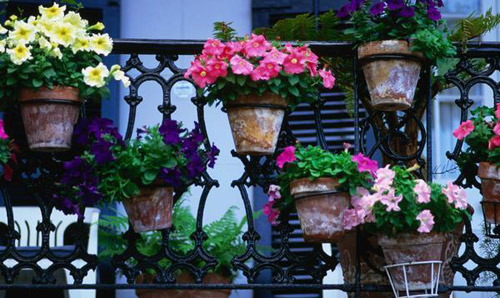 Цветы разных видов на балконе