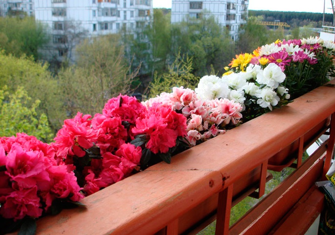 Яркие цветы на балконе