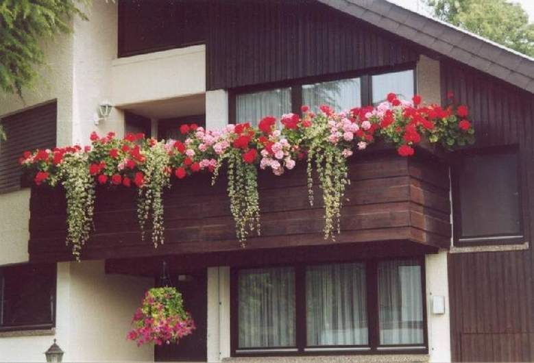 Красные цветы на балконе