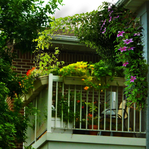Зелень на балконе