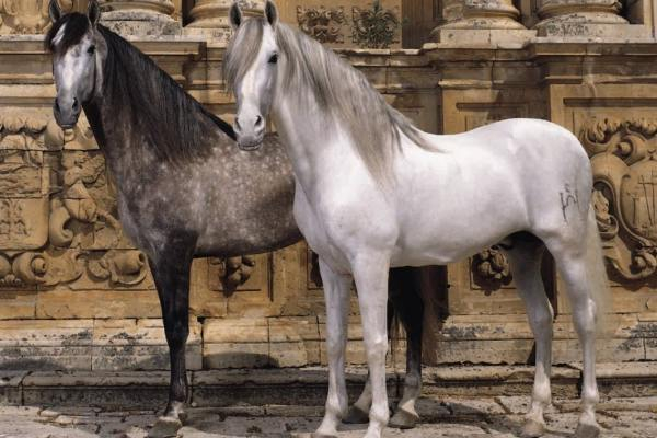Андалузские лошади