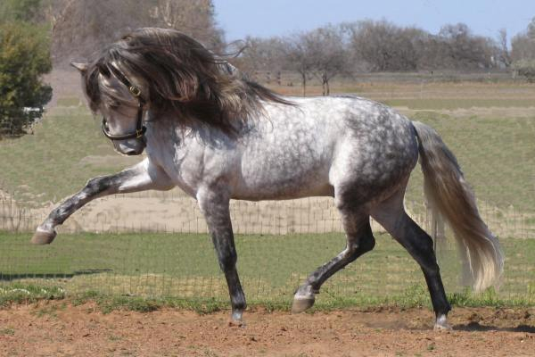 Андалузская лошадка