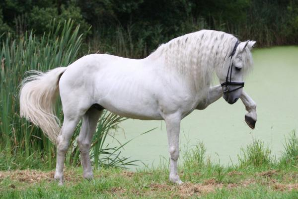 Андалузская лошадь на фоне водоема