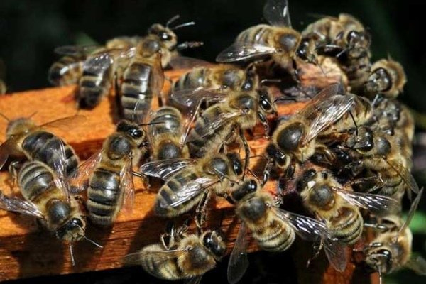 Краинская порода пчёл