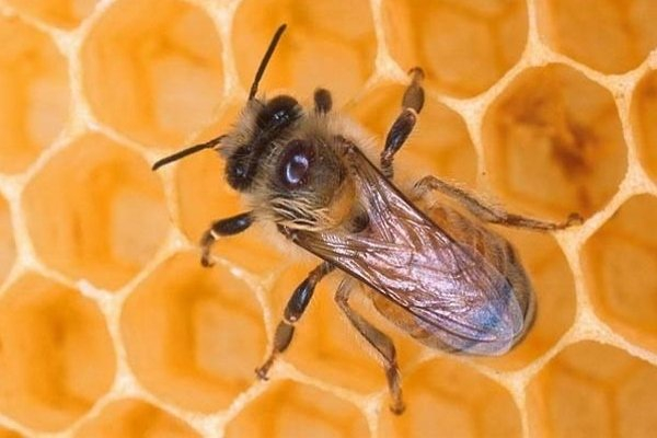 Кубанская пчела