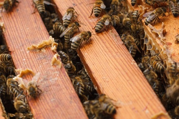 Домашние пчёлы