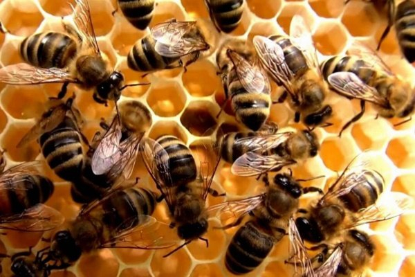 Дальневосточные пчелы