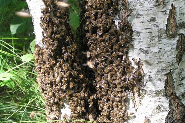 Лесные пчелы