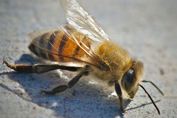 Европейская пчела